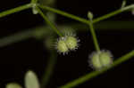 Hairy bedstraw